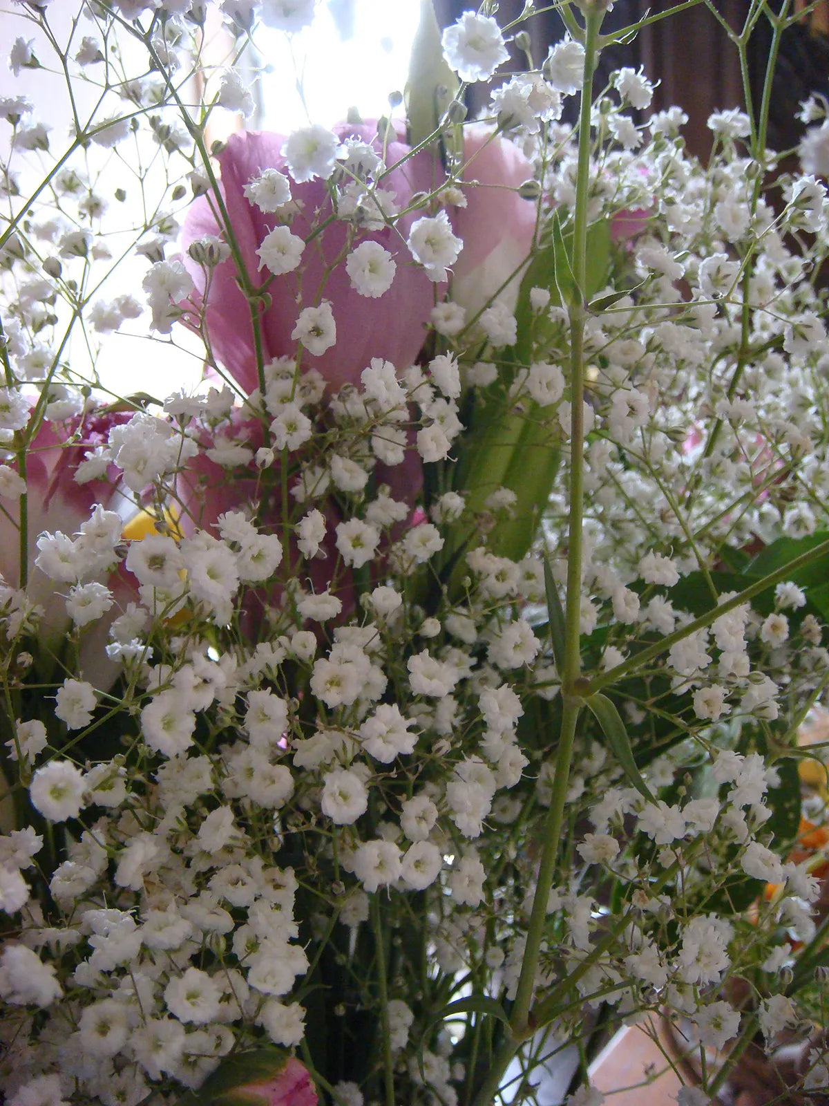 Baby Breath