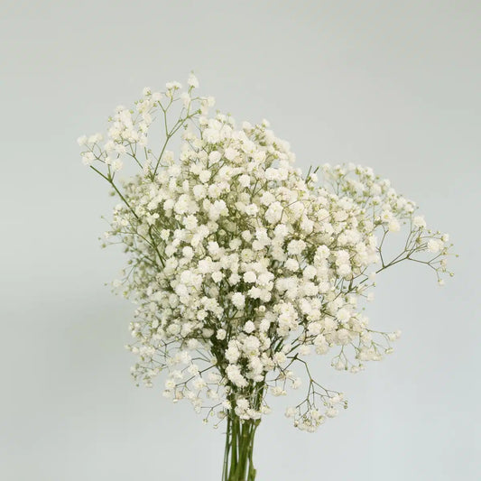 Baby Breath