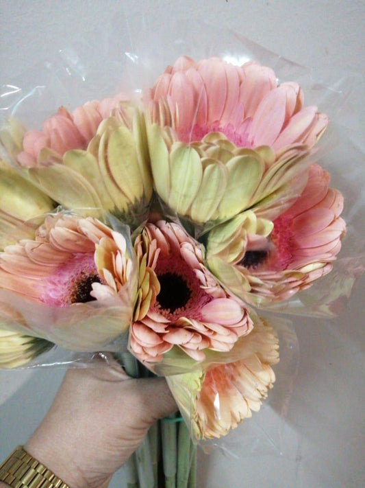 Gerbera