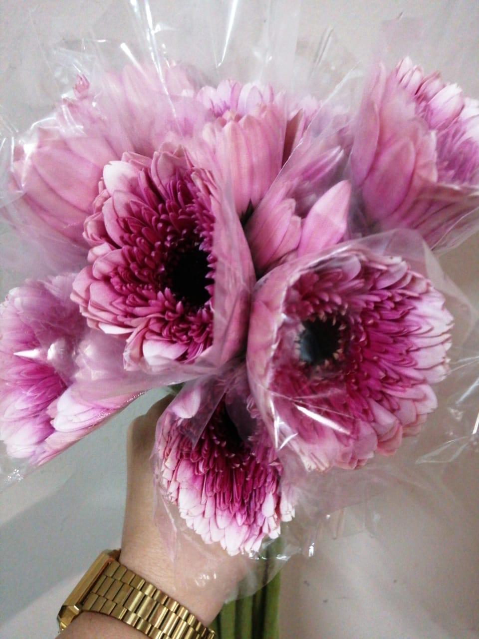 Gerbera