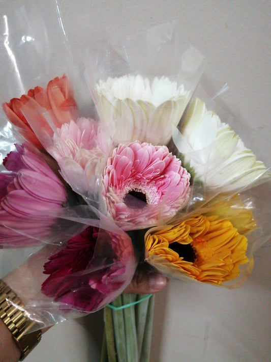 Gerbera