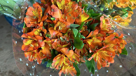 Astromelia