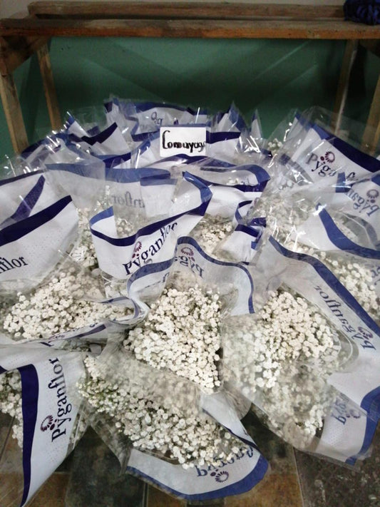 Baby Breath