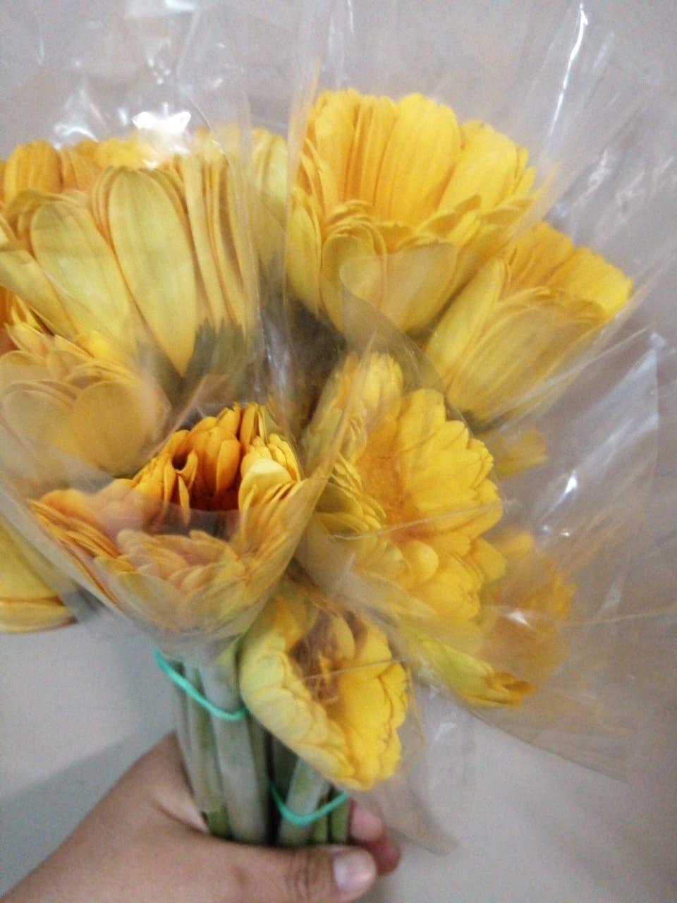Gerbera