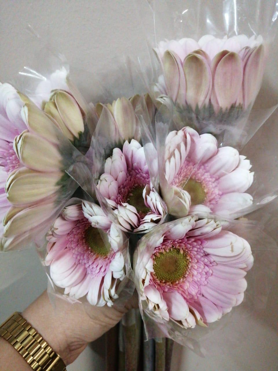 Gerbera