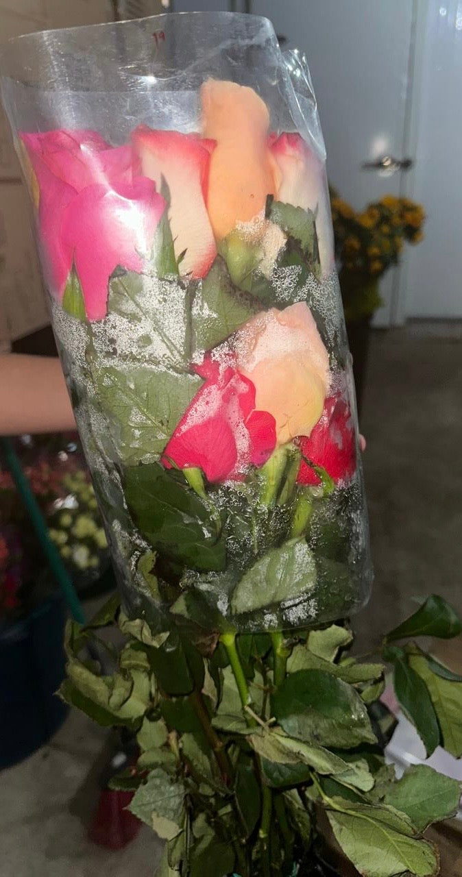 Rosa Mixta